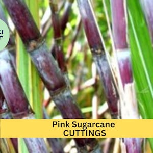 May include: Close-up of pink sugarcane stalks with green leaves. The stalks are purple and have a white powdery coating. The text "Pink Sugarcane CUTTINGS" is displayed on a yellow banner.