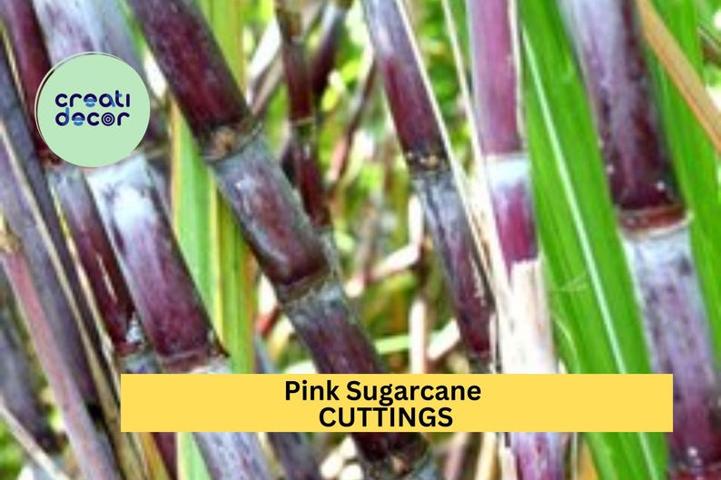 May include: Close-up of pink sugarcane stalks with green leaves. The stalks are purple and have a white powdery coating. The text "Pink Sugarcane CUTTINGS" is displayed on a yellow banner.