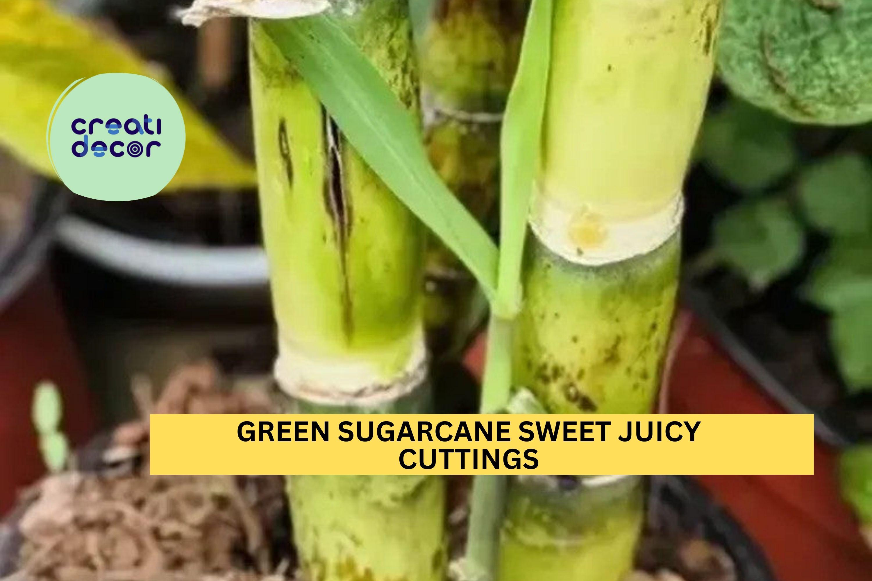 Live Sugar Cane Plant - Edible Sweet Black Saccharum In 1 Gallon Pot, Ready To Grow 1 thumbnail image