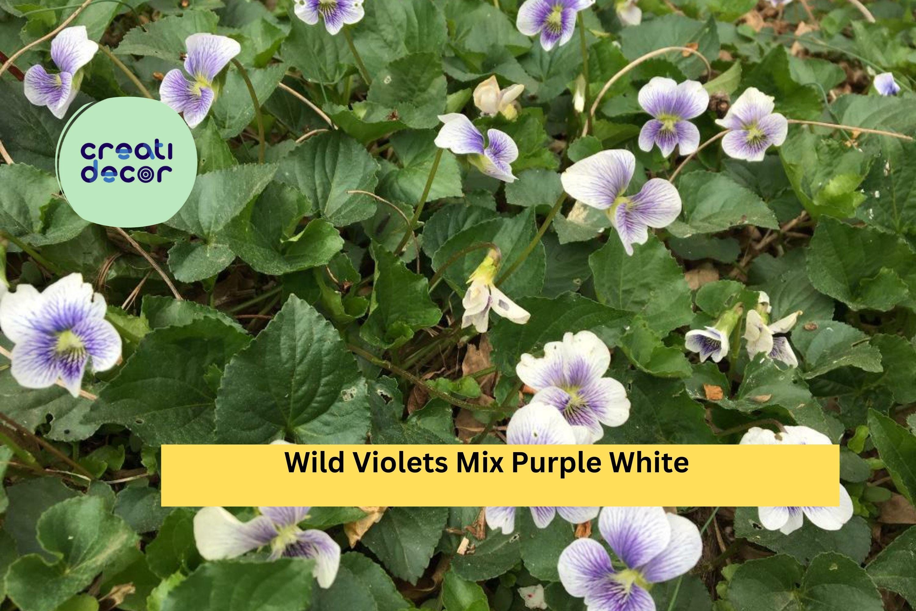 10 Bare Root Plants - Wild Violets Mix , Purple & White Perennial