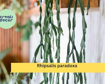 Rhipsalis paradoxa | 3 Live Plant Cuttings | Trailing Epiphytic Cactus for Hanging Baskets or Indoor Containers