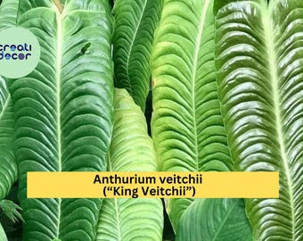 Xl Anthurium Veitchii Starter Plant (ALL STARTER PLANTS Require