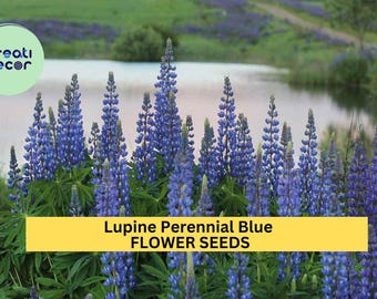 3pcs of 500mg Lupine Perennial Blue Seeds – Tall Spiked Flowers for Cottage, Border & Pollinator Gardens Seeds for Planting