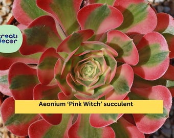 Aeonium ‘Pink Witch’ Succulent – 3.5–4″ Bare Root Live Plant – Rare Pink Rosette Succulent Gift for Home or Garden