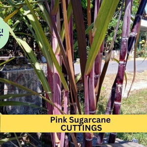 May include: Close-up of a bunch of pink sugarcane stalks. The stalks are purple and green and have a rough texture. The text "Pink Sugarcane CUTTINGS" is visible at the bottom of the image.