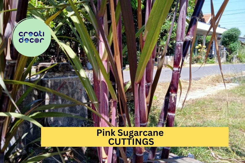 May include: Close-up of a bunch of pink sugarcane stalks. The stalks are purple and green and have a rough texture. The text "Pink Sugarcane CUTTINGS" is visible at the bottom of the image.