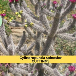 May include: Close-up of a Cylindropuntia spinosior cactus with gray stems covered in spines. The cactus has vibrant pink and yellow flowers. Text on a yellow banner reads "Cylindropuntia spinosior CUTTINGS". The image is set against a natural background.
