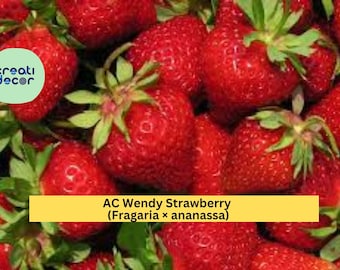 AC Wendy Strawberry Live Plants – 25 Bare Root Starters – Fragaria × ananassa Early June-Bearing Red Fruit Variety