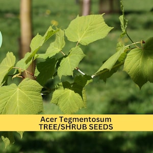 May include: Close-up of green leaves on a branch. The leaves are large and have a pointed shape. The text "Acer Tegmentosum TREE/SHRUB SEEDS" is displayed on a yellow banner.