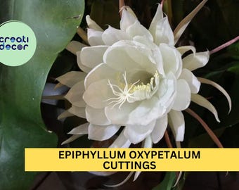 2 Queen of the Night Orchid Cactus Cuttings – Epiphyllum Oxypetalum 4–6" Segments, Night Blooming Fragrant Plant – USA