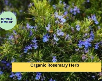 Organic Rosemary – 12 Live Cuttings (10" Each), Salvia rosmarinus Herb Starter Plants, Culinary & Ornamental Evergreen Shrub