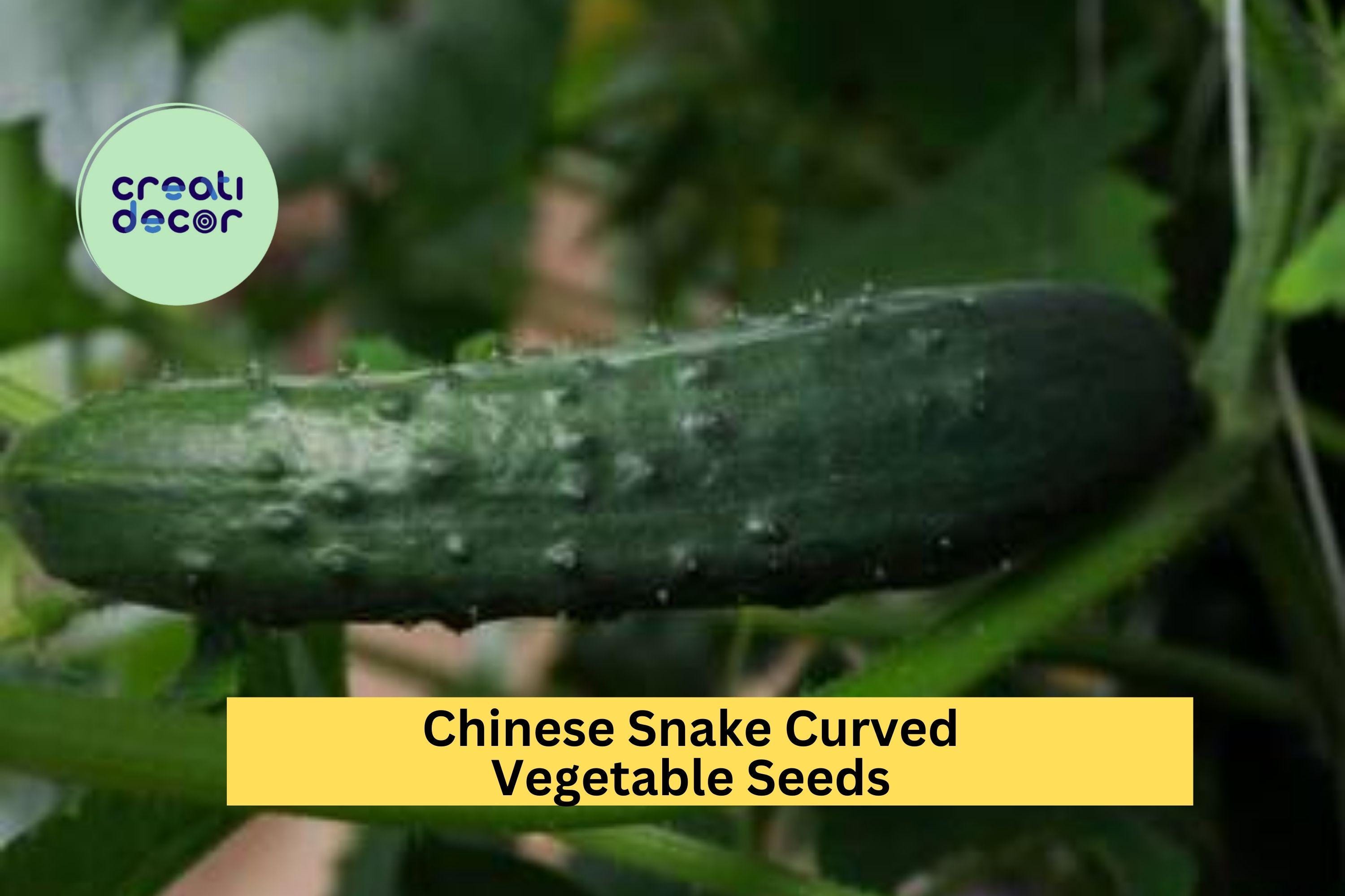 3pcs of 10seed Chinese Snake Curved Cucumber Seeds–long,twisting