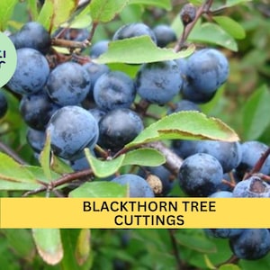 May include: Close-up of a blackthorn tree branch with many dark blue berries. The text "BLACKTHORN TREE CUTTINGS" is on a yellow banner below the branch.
