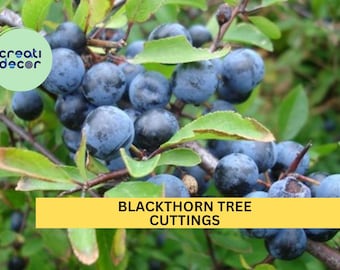3 Blackthorn Cuttings – Prunus spinosa, Sloe Berry Bush Starter