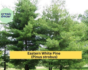 25 White Pine Seedlings | 6–10 Inch Bare Root Transplants | Live Eastern White Pine Trees for Landscaping, Reforestation & Windbreaks