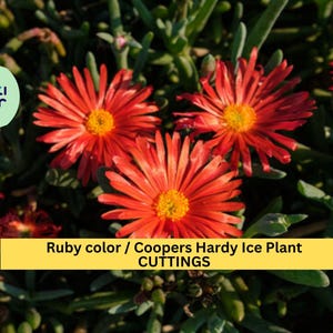 May include: Close-up of Ruby color Coopers Hardy Ice Plant cuttings. The flowers are a vibrant red with yellow centers, surrounded by green foliage. The image includes the text "Ruby color / Coopers Hardy Ice Plant CUTTINGS".