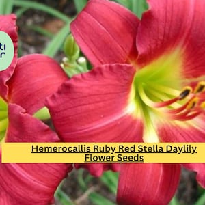 May include: Close-up of vibrant red Hemerocallis Ruby Red Stella Daylily flowers with yellow and green centers. The image includes text that reads "Hemerocallis Ruby Red Stella Daylily Flower Seeds". The flowers are in full bloom, showcasing their delicate petals.