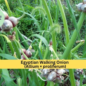May include: Close-up of Egyptian Walking Onion (Allium × proliferum) plants. The image shows green stalks and leaves with clusters of small, bulb-like structures. A yellow banner displays the plant's name.