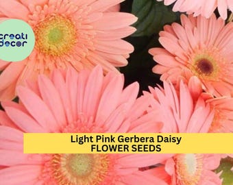 200+ Light Pink Gerbera Daisy Seeds – Soft Pastel Blooms for Garden Planting, Elegant Annuals for Beds, Borders & Bouquets – USA