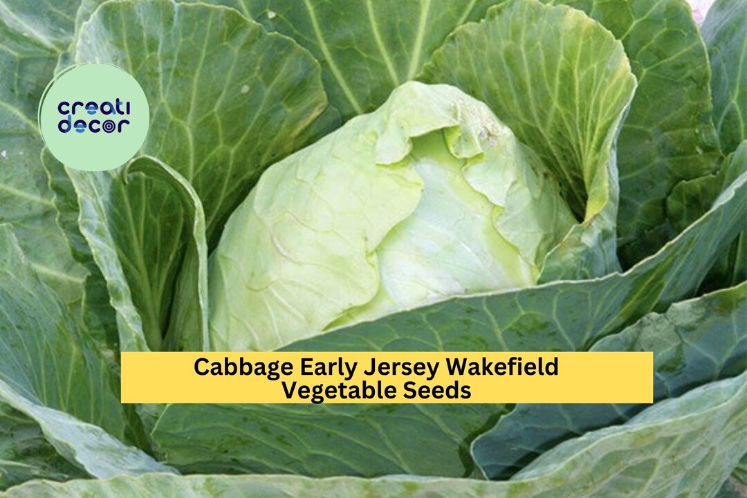 3pcs X 1g Early Jersey Wakefield Cabbage Seeds – Heirloom Pointed Heads ...