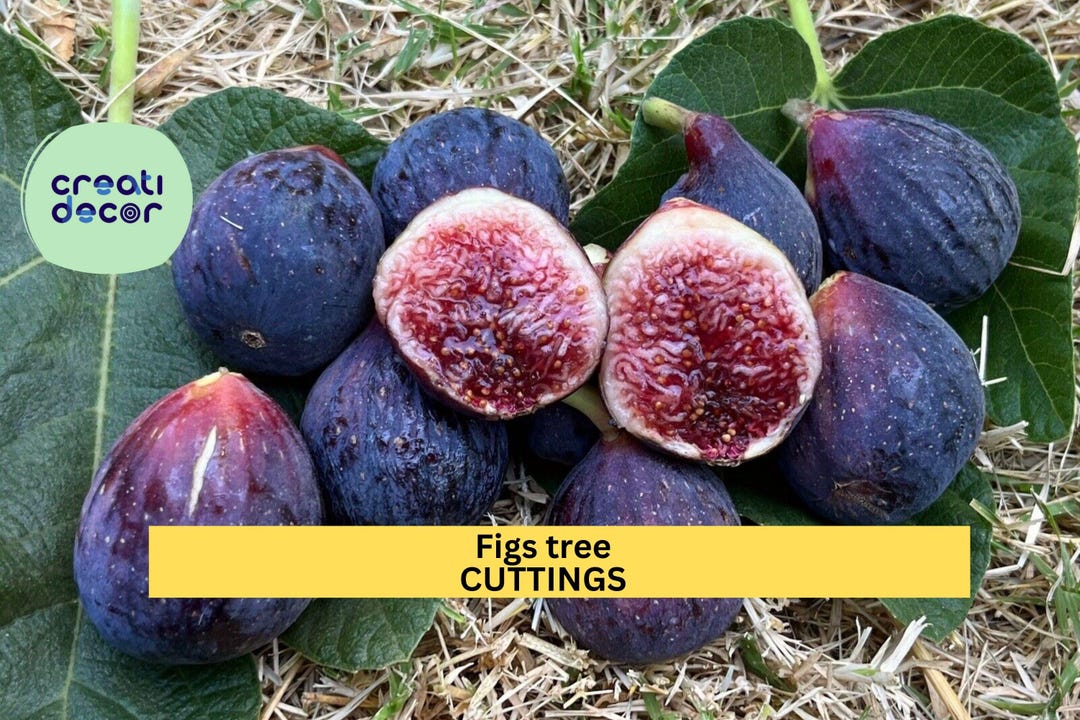 2 Burgan UKN Fig Tree Cuttings | Rare Ficus Carica Variety | Fresh ...
