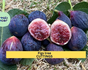 2 Burgan UKN Fig Tree Cuttings | Rare Ficus Carica Variety | Fresh Unrooted Wood for Rooting | Edible Fruit Tree Starter