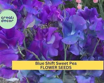 50+ Blue Shift Sweet Pea Seeds – Color-Changing Blooms for Garden Planting, Fragrant Climbing Vines for Trellises & Arches – USA