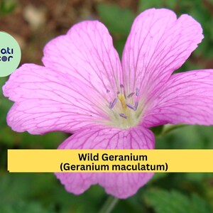 Wild Geranium Cranesbill | 10 Bare Root Plants | Geranium maculatum Perennial Wildflower for Shade Gardens and Natural Landscaping
