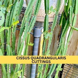 May include: A close-up of a Cissus quadrangularis plant with green stems and leaves. The plant is growing on a metal rack with a gray metal pole. The text "Cissus quadrangularis Cuttings" is displayed on a yellow banner.