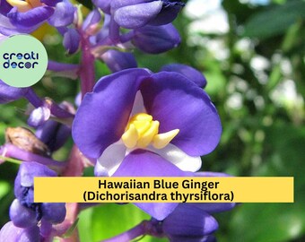 thumbnail image 2 of Dichorisandra Species, Blue Ginger Dichorisandra Thyrsiflora 2 of 13