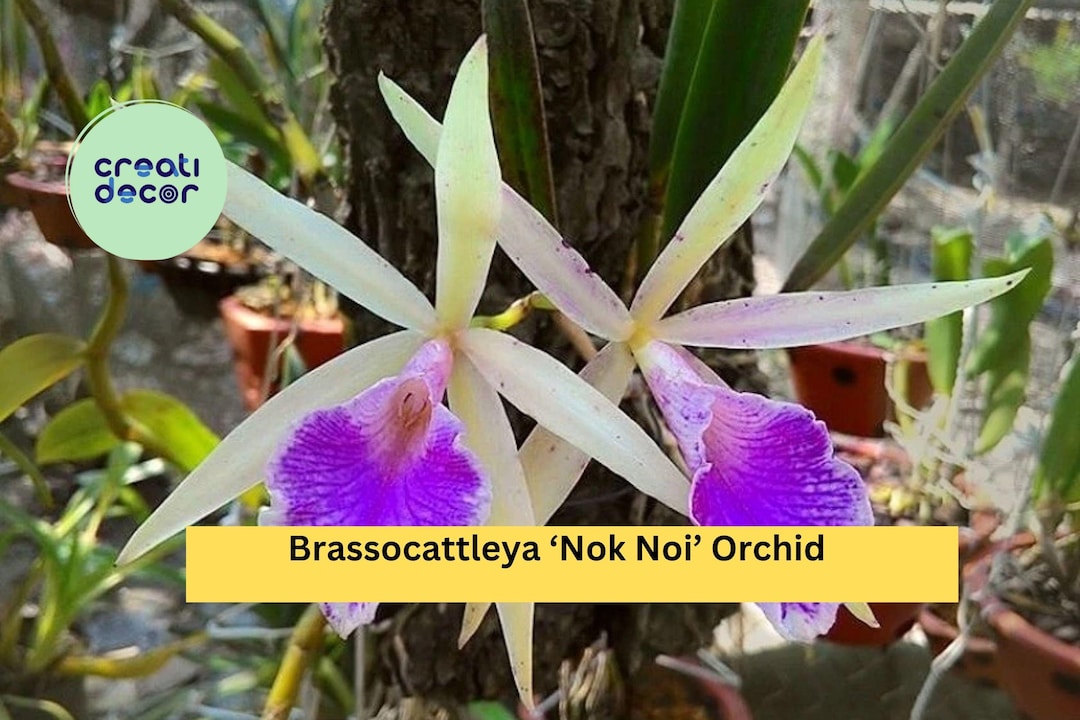 Brassocattleya 'nok Noi' Orchid Plant – 4” Pot Blooming Size