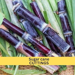 May include: Close-up of several purple sugar cane cuttings on a woven surface with green leaves.  Sugar cane cuttings.