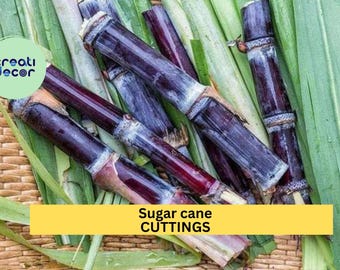 Black Sugar Cane Starter Plants | 2 Rooted Vietnamese Cuttings