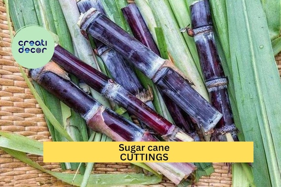 Black Sugar Cane Starter Plants | 2 Rooted Vietnamese Cuttings | Rare Purple Cane Variety | Grow Your Own Sugarcane at Home