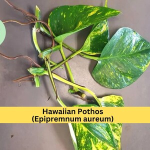 May include: Close-up of a Hawaiian Pothos plant (Epipremnum aureum) with vibrant green and yellow variegated leaves. The image shows stems and roots, with the text "Hawaiian Pothos (Epipremnum aureum)" on a yellow background.