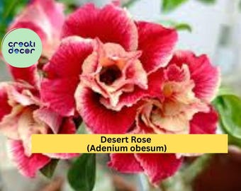 Desert Rose Plant | Adenium obesum Rooted Seedling | 4–6 Inch Live Starter for Bonsai, Patio, or Tropical Garden