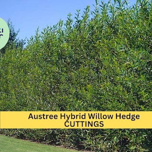 May include: A dense green willow hedge with the text "Austree Hybrid Willow Hedge CUTTINGS" in yellow.