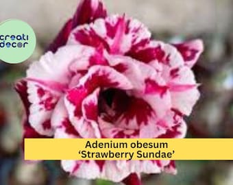 Adenium obesum ‘Strawberry Sundae’ | Desert Rose Live Rooted Seedling Plant | 4–6" Tall Succulent Shrub