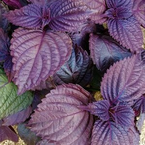 3pcs of 500mg Red Aka Shiso Perilla Seeds – Purple Culinary Herb for Pickles, Garnishes, and Japanese Garden Use Seeds for Planting