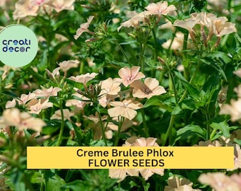 100+ Crème Brûlée Phlox Seeds – Soft Peach-Toned Blooms for Garden Planting, Fragrant Perennial for Beds & Borders – USA