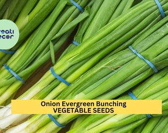 3pcs of 250mg Onion Evergreen Bunching Seeds for Planting – Heirloom Non-Bulbing Green Onion for Garden or Containers Seeds for Planting