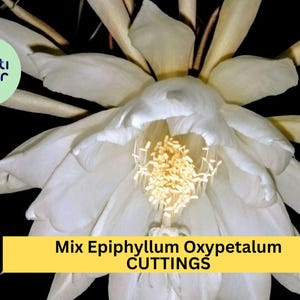10 Night Blooming Cactus Cuttings | Mix of Epiphyllum Oxypetalum & Hookeri | Rare Orchid Cactus Starters | USA Seller