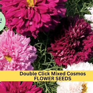 May include: Close-up of a variety of Cosmos flower blooms in pink, white, and red. The flowers are in full bloom and have a delicate, ruffled appearance. The text "Double Click Mixed Cosmos FLOWER SEEDS" is displayed on a yellow banner.