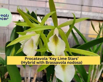 Procatavola Key Lime Stars Orchid – Brassavola nodosa Hybrid, Bare Root Live Plant with Fragrant Lime-Green Blooms, Easy Grower