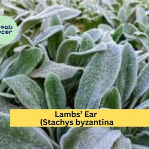 May include: Close-up of Lambs' Ear (Stachys byzantina) plants. The leaves are a soft, silvery-green color and have a fuzzy texture. The image includes the text "creati decor" in a green circle.
