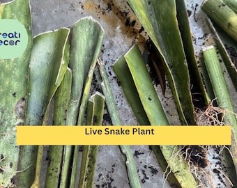 Live Snake Plant Cuttings with Roots – Sansevieria trifasciata – Easy to Grow Indoor Plant, Low Light Tolerant Houseplant