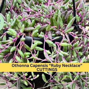 May include: A close-up of a hanging plant with green leaves and purple stems. The plant is labeled "Othonna Capensis "Ruby Necklace" CUTTINGS".