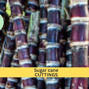 May include: Close-up of a bundle of purple and green sugar cane stalks. The text "Sugar cane CUTTINGS" is printed on a yellow banner.