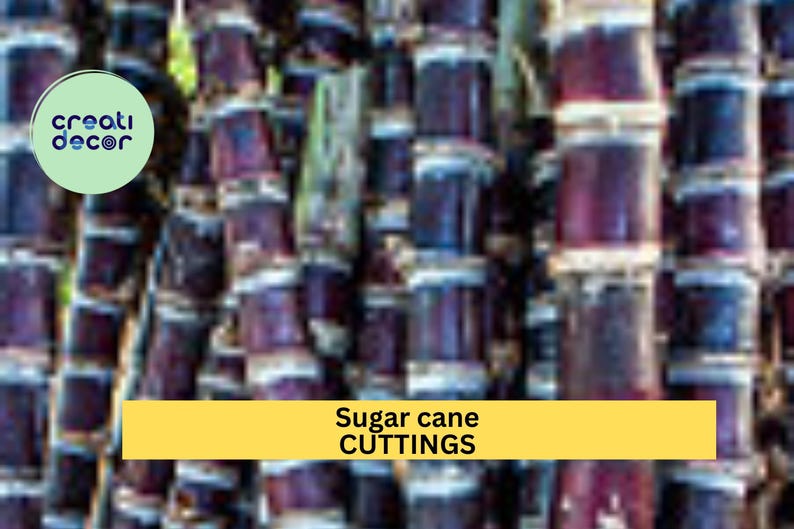 May include: Close-up of a bundle of purple and green sugar cane stalks. The text "Sugar cane CUTTINGS" is printed on a yellow banner.