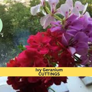 May include: Close-up of a bouquet of ivy geranium cuttings. The flowers are pink, purple, and red. The text "Ivy Geranium CUTTINGS" is visible in the image.